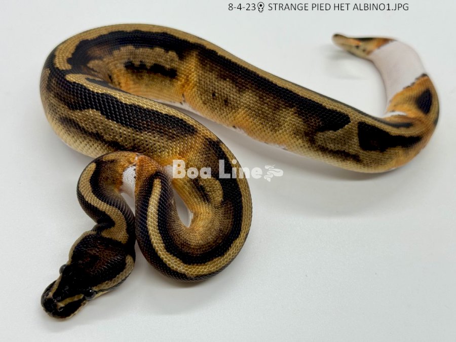 STRANGE PIED HET ALBINO
